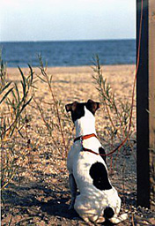 Jack Russell Terrier, Rehoming Rescue Dog